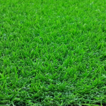 Cỏ nhân tạo